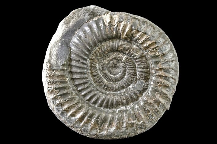 Ammonite (Dactylioceras) Fossil - England #163018